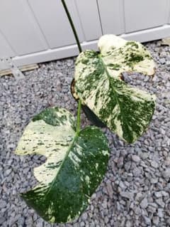 モンステラA13 ベトシオーサデリシオーサ 鉢ごと発送 - メルカリ