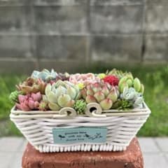 ☆速達付き☆♡そのまま飾れる♡カゴバスケット♬可愛い多肉植物寄せ
