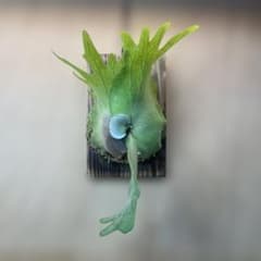 P. willinckii 月光爪哇 spore ① - メルカリ