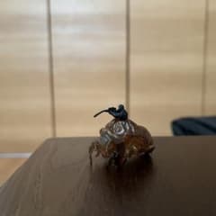 セミの抜け殻スナイパー フィギュアのサムネイル