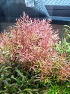 水草 無農薬　ロタラhra sp ADA　20本のサムネイル