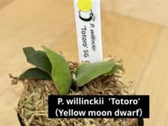 ビカクシダ P.w 'Totoro' トトロ胞子培養株 - メルカリ