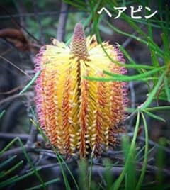 希少/バンクシア【ヘアピン:スピヌロサ】苗 観葉植物 イエローオレンジ苗木 庭木 レア:希少 バンクシア【ヘアピン:スピヌロサ】苗 イエローオレンジ
