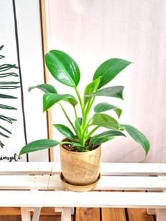 ♡フィロデンドロン ルゴサム♡ 苗 - メルカリ