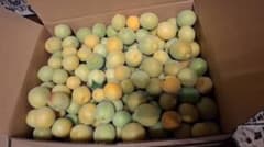 福井県産　新平太夫　梅　8kg 新鮮 サイズ不揃い 訳あり 手もぎ収穫品のサムネイル