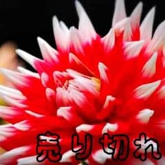 グッバイアレル❌売り切れのサムネイル
