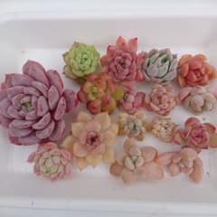 〖名前付き〗多肉植物カット苗セット‪✂︎‬のサムネイル