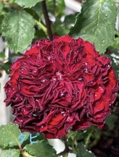 レア切り花品種バラ苗 Flower**** B 宅急便発送のサムネイル