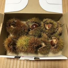 ちーこさん専用 いが栗のサムネイル