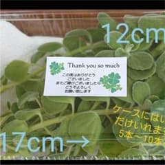 香り抜群☆アロマテイカスのサムネイル
