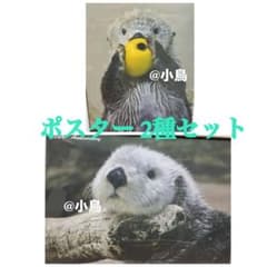 鳥羽水族館 ラッコ メイちゃん キラちゃん ポスター 2種セット - メルカリ