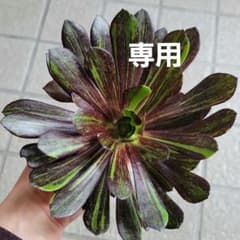多肉植物アエオニウム　ビッグバン　カット苗のサムネイル