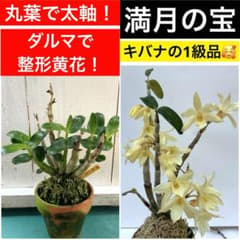 満月の宝 キバナノセッコク 石斛 長生蘭 山野草 富貴蘭 フウラン