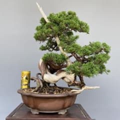 糸魚川真柏盆栽 【山木・半懸崖・捻幹】 大品盆栽 - メルカリ