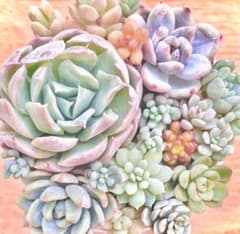多肉植物 リンダリンダ ちょこん 風の花 カット苗 メルカリ便 - メルカリ