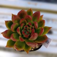 多肉植物 相府蓮のサムネイル