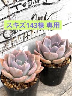 多肉植物のサムネイル