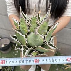 た*け様 999 アガベ チタノタ「海王」特選株 強棘 上質仕上げ 063 アガベ チタノタ「海王」特選株 強棘 上質仕上げ - メルカリ
