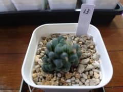 オブツーサ 氷灯錦 13のサムネイル