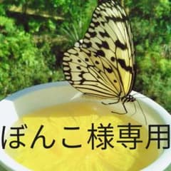 テヤンドール　ボアウィッグのサムネイル