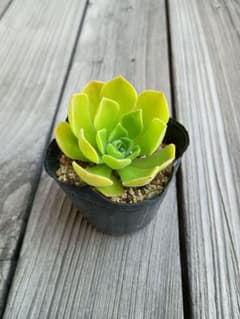多肉植物　アエオニウム　レモネードのサムネイル