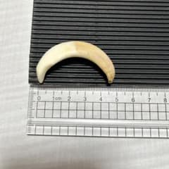 イノシシの牙(約5.0cm×2)のサムネイル