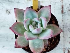 多肉植物　ブラックサバス②のサムネイル