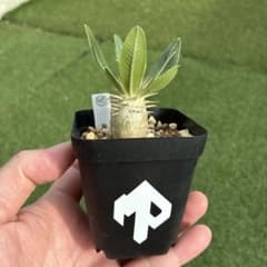 パキポディウム ホロンベンセ 実生 37 塊根植物 コーデックスのサムネイル