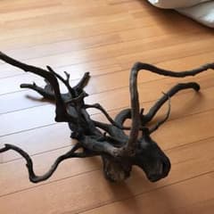 流木2セットのサムネイル