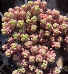 多肉植物 パープルヘイズ   ダシフィルムリファレンス　抜き苗２号ポットのサムネイル