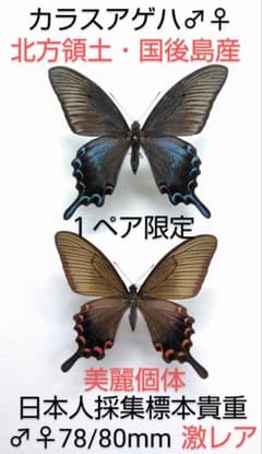 週末価格‼️ミヤマカラスアゲハ ♂♀標本★色丹島産★ 90/85mm貴重美麗標本 カラスアゲハ♂♀標本☆北方領土国後島産☆激レア日本人採集美麗標本