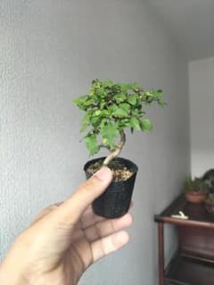 Tさん限定ニオイカエデのサムネイル