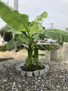 芭蕉の木の苗のサムネイル