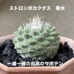 サボテン 菊水 国内実生苗【ネームプレート付き】 - メルカリ