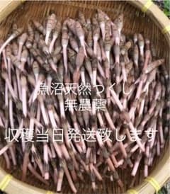 魚沼　無農薬　天然つくし　ネコポス発送のサムネイル