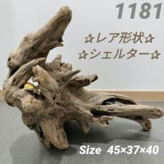 【No.1168】大型流木　爬虫類レイアウト✫インテリア✫エアープランツ No.1108o】トンネル流木 爬虫類レイアウト✫インテリア✫エアー