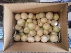 【北海道産】新鮮 白玉ねぎ サラダ玉ねぎ 箱込み 15kg以上 北海道産】新鮮 白玉ねぎ サラダ玉ねぎ 箱込み 15kg以上 - メルカリ