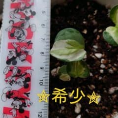 ポトスグローバルのサムネイル