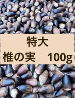特大 椎の実 どんぐり 生 100gのサムネイル