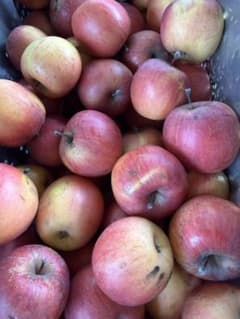 長野りんご　サンふじ　小玉　5キロ　減農薬栽培　科学肥料除草剤不使用のサムネイル