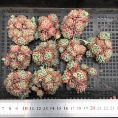 多肉植物 10個 2026-0512-MLJP-006 マッチメーカー - メルカリ