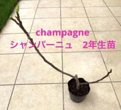 イチジク苗　シャンパーニュ　一文字仕立て形状苗　2年生苗木のサムネイル