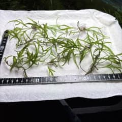 ミクロソリウム トライデント　葉40枚以上のサムネイル