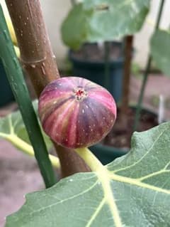 Bordissot Negra Rimada イチジク穂木２本のサムネイル