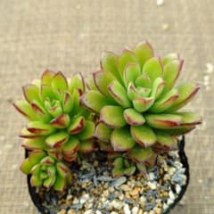 さ*◉様 versadense×バルシー 多肉植物抜き苗うに - メルカリ
