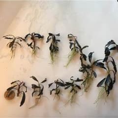 水草 ブセファランドラ クダガンNo.2のサムネイル