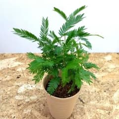 実生❗️ エバーフレッシュ ‼️清涼感溢れるフサフサ緑‼️3.5号鉢ごと