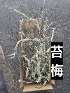 苔梅　苔木　エディブルフラワー　飾り葉 苔木 苔梅 エディブルフラワー 飾り葉 自然の造形美【里山の苔】(木