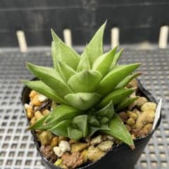 多肉植物 ハオルチア 白羊宮 抜き苗のサムネイル