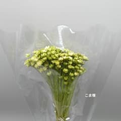 こま様　専用　箱入りのサムネイル